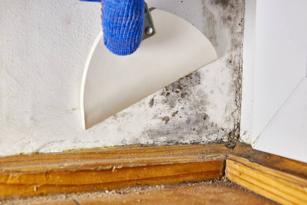 Biohazard Mold Removal in Vandalia, OH
